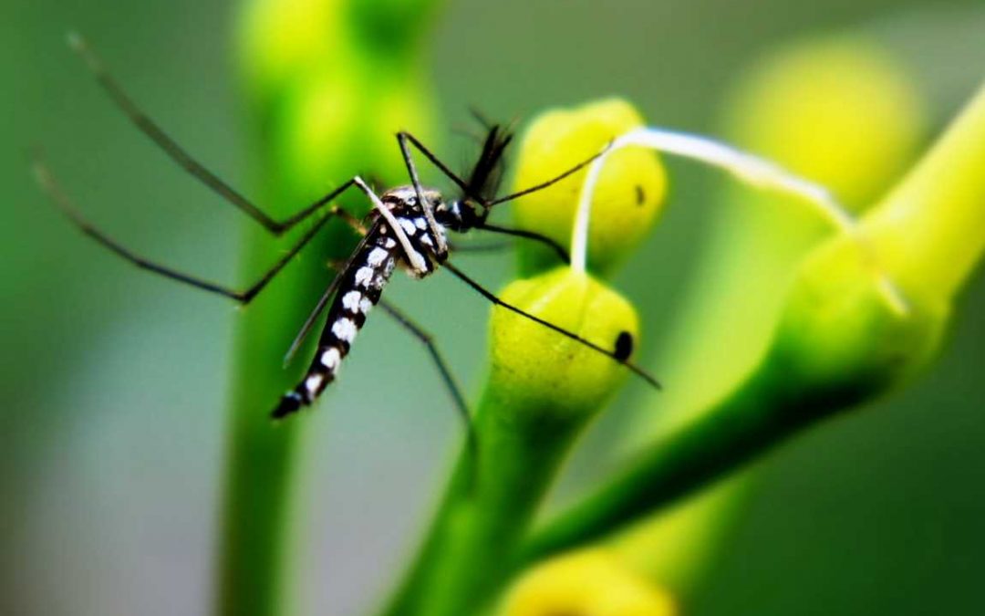 Insect Repellent Clothing – Getting Rid of Mosquitoes