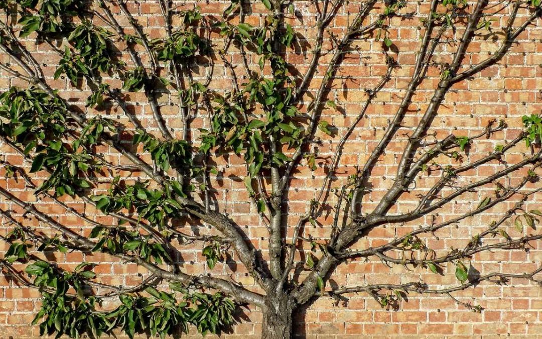 Lawn Maintenance With The Help Of Qualified Tree Service Providers