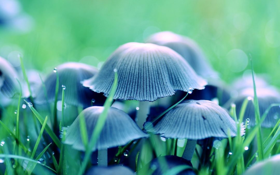 The Wonderful World of Medicinal Mushrooms