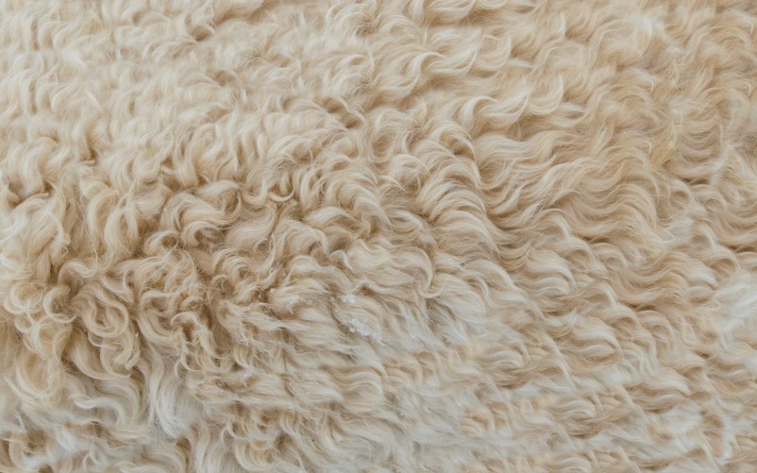 Don’t Let Spills Ruin Your Rug – Get a Waterproof One Instead!