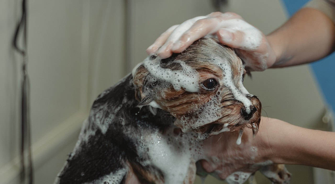 EcoFriendly Dog Shampoo Options for EnvironmentallyConscious Owners