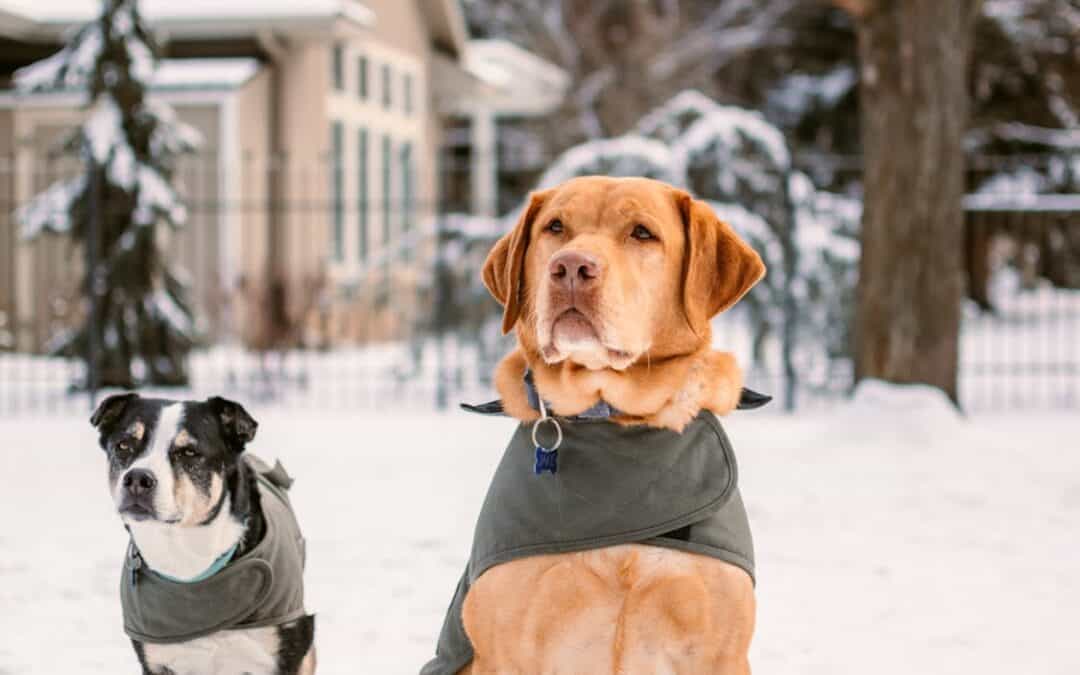 5 Benefits of Mobile Grooming for Senior Dogs and Puppies